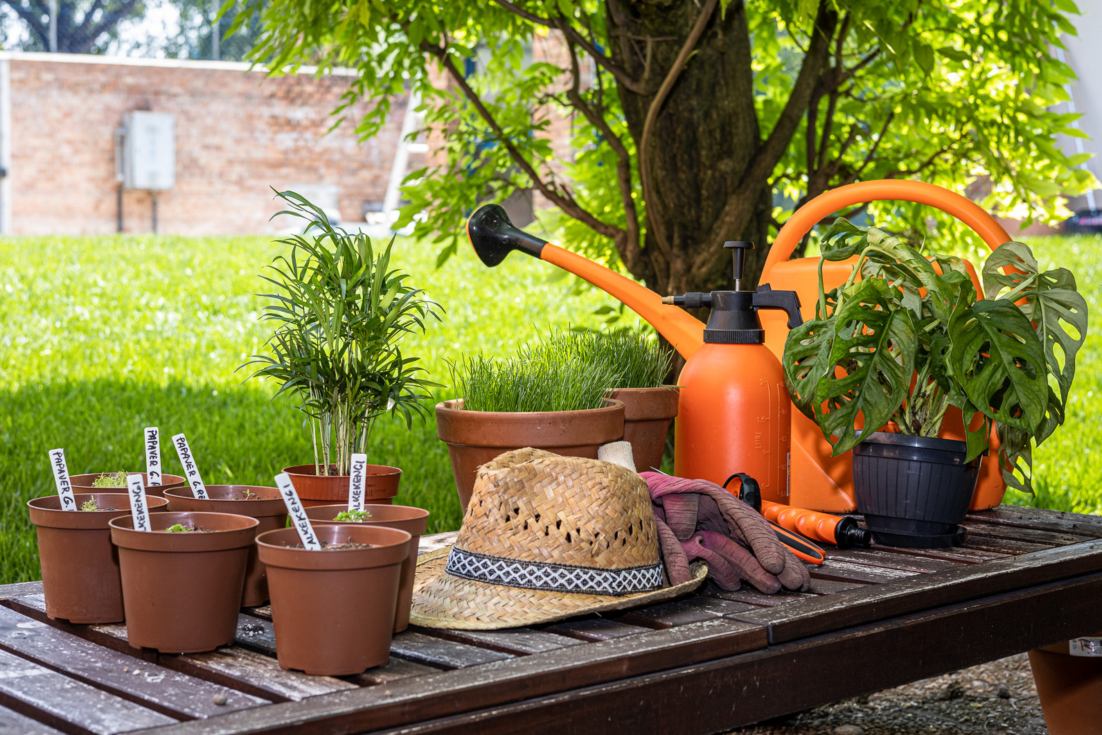 Sito web Camilletti per il Verde - Cesenatico